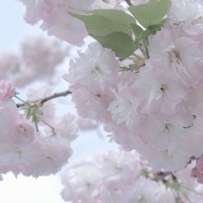 Furry圈经典作品赏析FurryQQ群